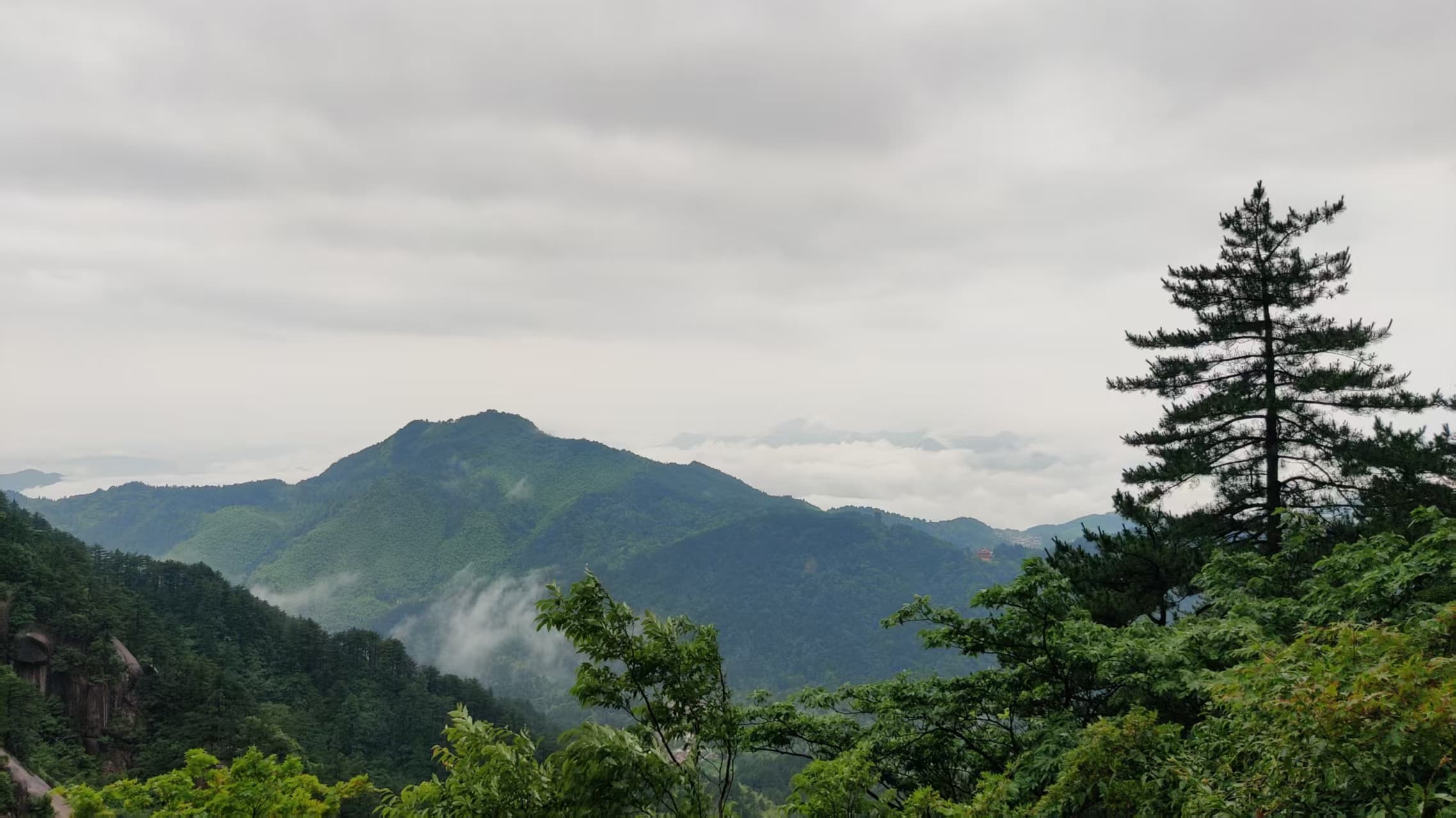 云雾环绕青山，松树立在山间